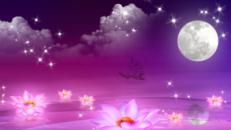 Lotus Flowers on Water — Purple