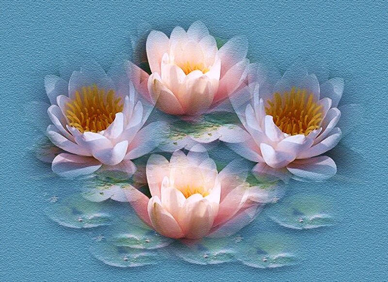 Lotus flowers on water