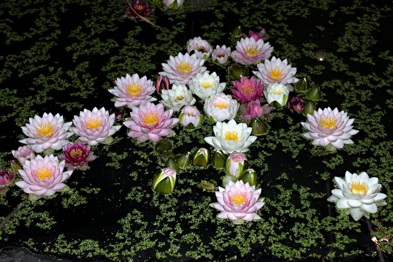 Lotus Flowers on Water — White