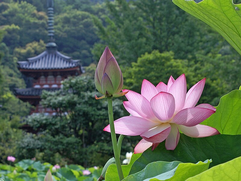 Lotus flowers with temple in background