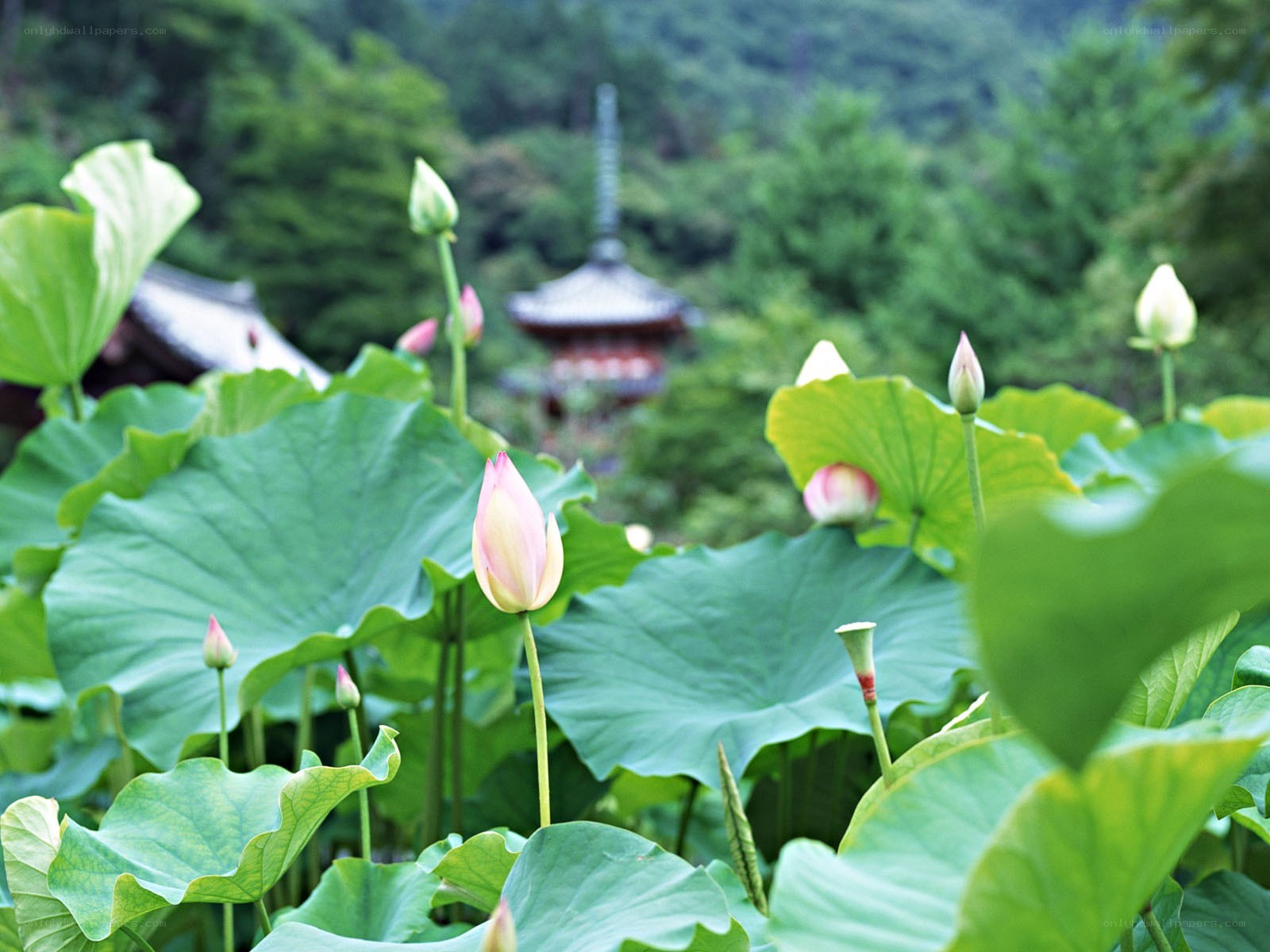 Lotus flowers with temple in background