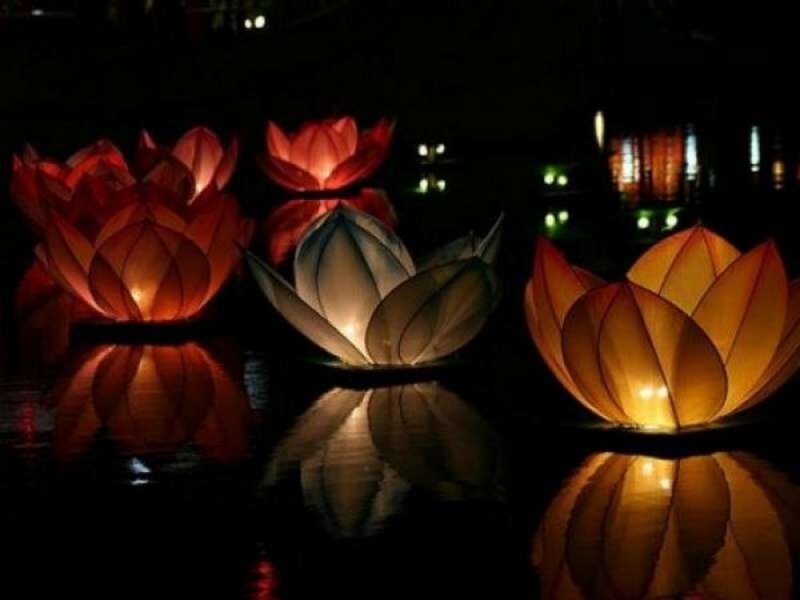 Lotus Lanterns on Water