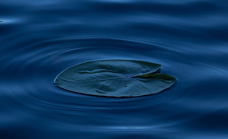 Lotus Leaf on Water