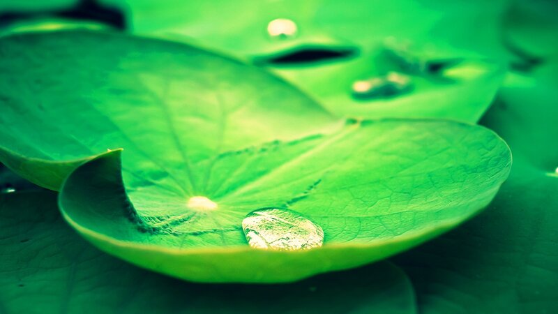 Lotus Leaf with Water Droplet