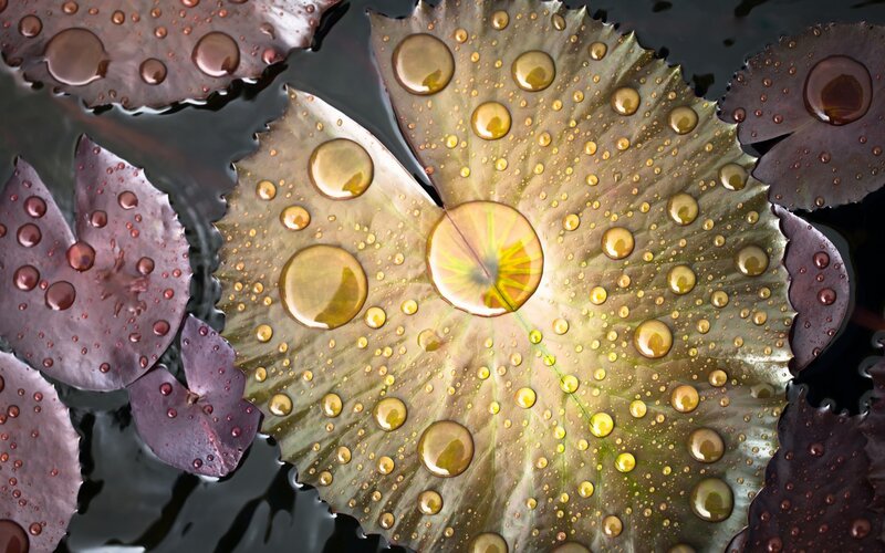 Lotus Leaf with Water Droplets