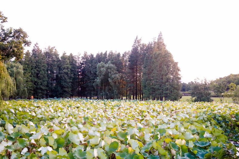 Lotus Leaves in Pond