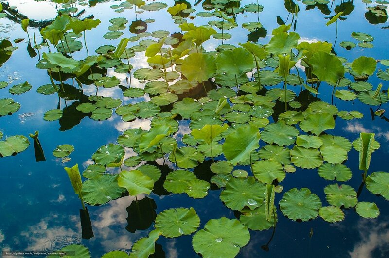 Lotus leaves on a calm pond
