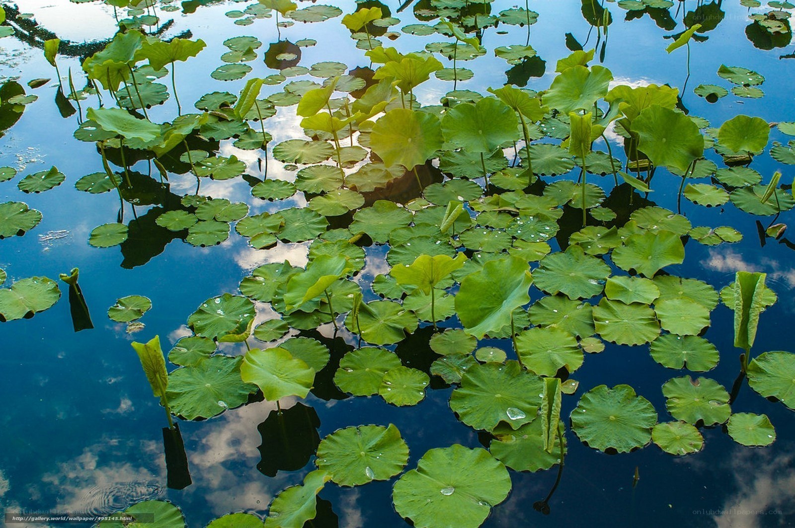 Lotus leaves on a calm pond