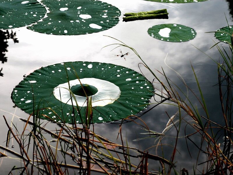 Lotus leaves on a pond