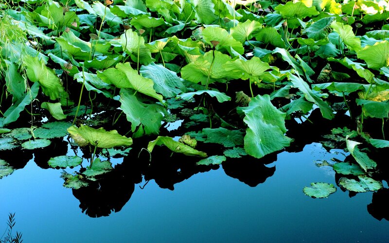 Lotus Leaves on Water — Green