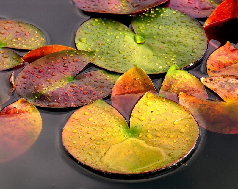 Lotus Leaves on Water