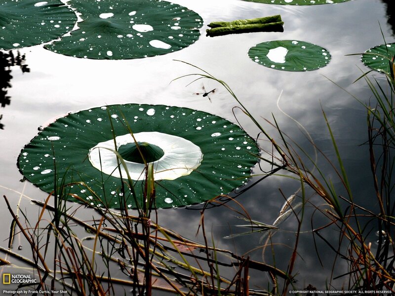 Lotus leaves with water droplets