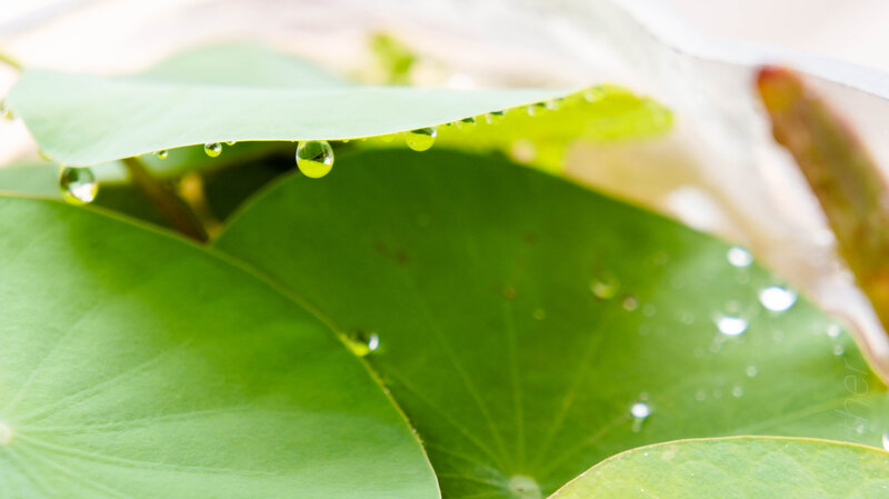 Lotus Leaves with Water Droplets — Green, Serene, Morning