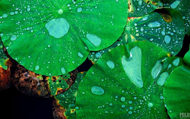 Lotus Leaves with Water Droplets — Green, Serene, Photograph