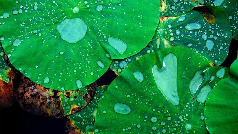 Lotus Leaves with Water Droplets — Green, Serene