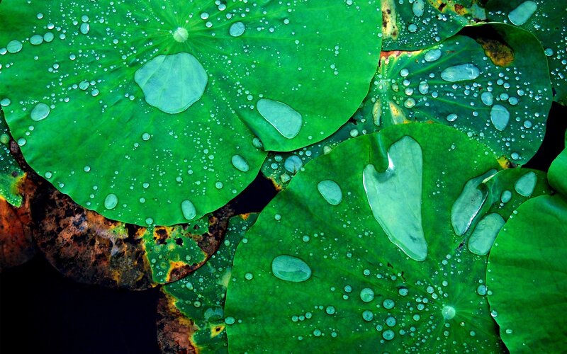 Lotus Leaves with Water Droplets — Green