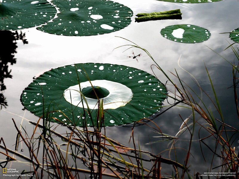 Lotus leaves with water droplets