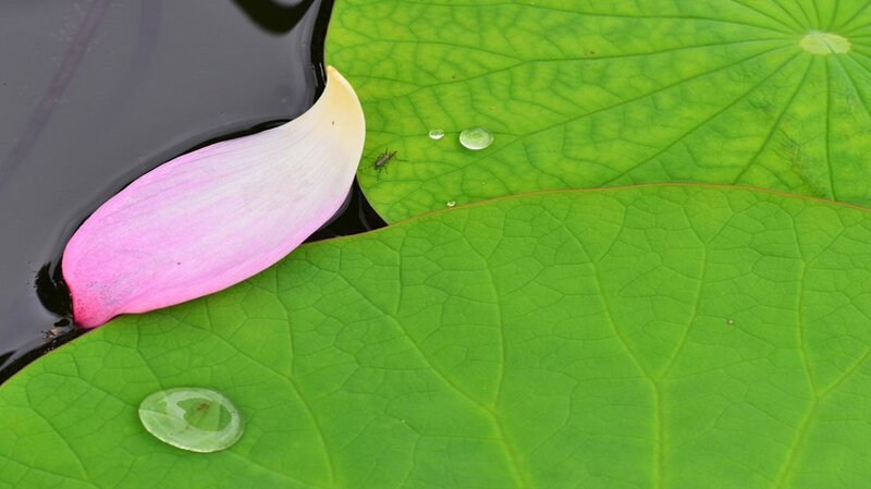 Lotus Petal on Lily Pad