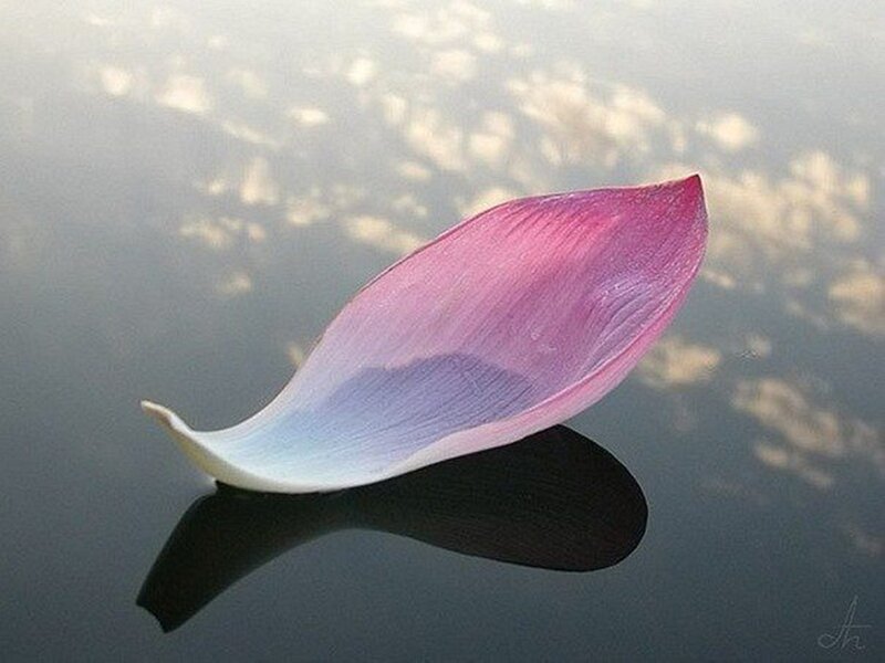 Lotus Petal on Water