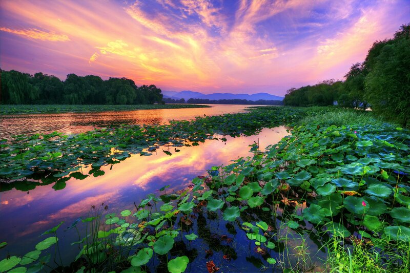 Lotus Pond at Sunset