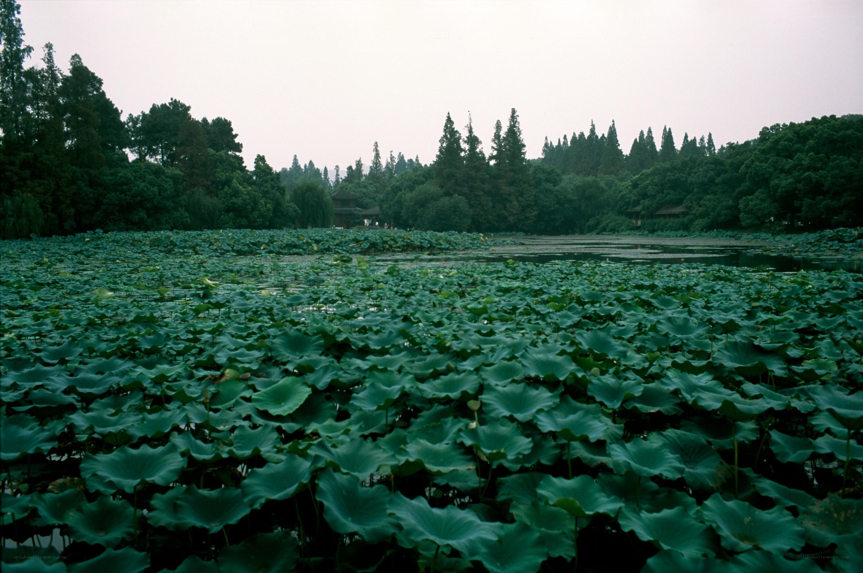 Lotus pond in a park