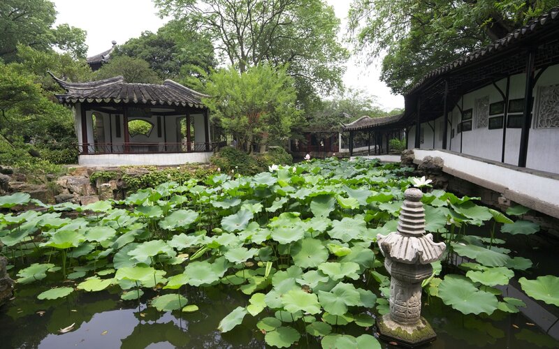 Lotus pond in a traditional garden