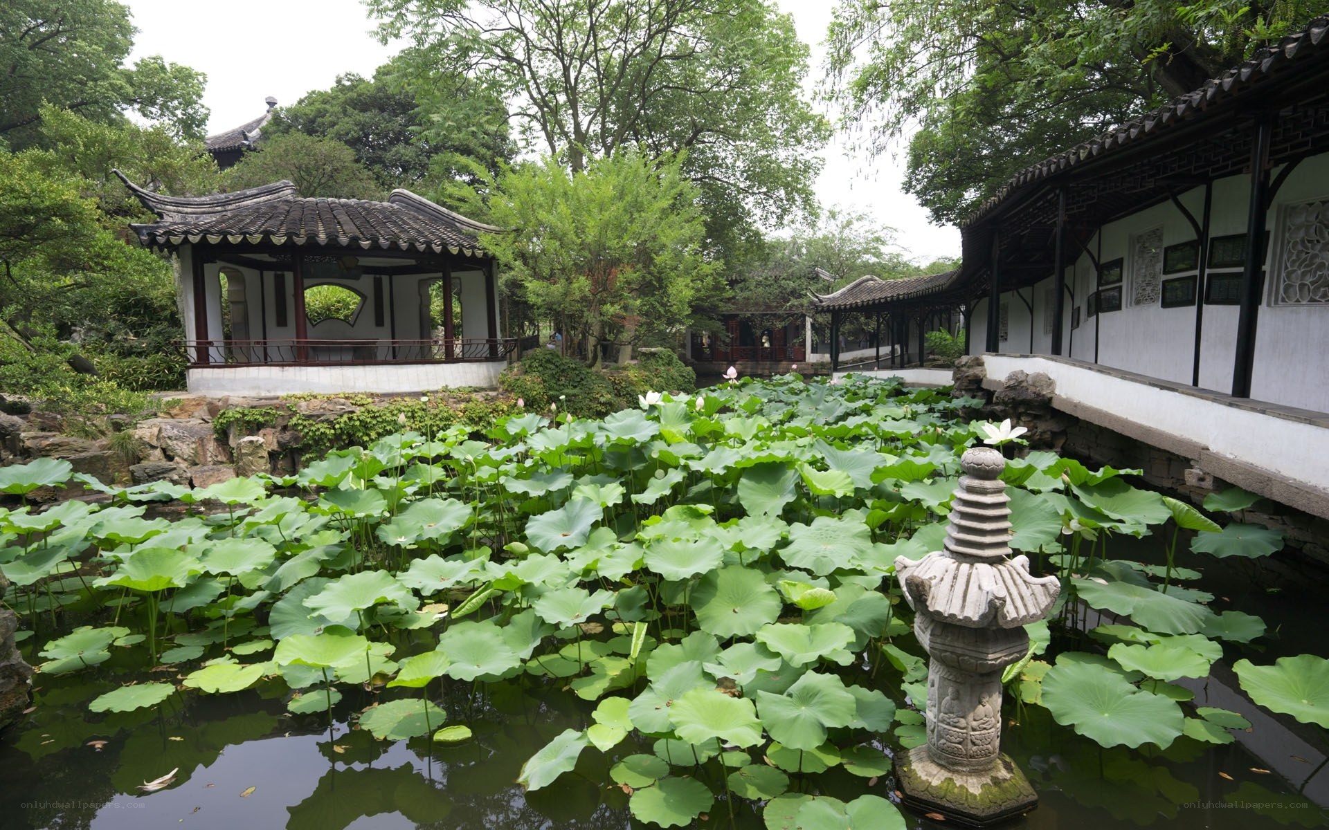 Lotus pond in a traditional garden