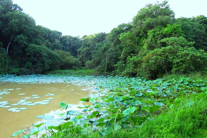 Lotus Pond in Forest