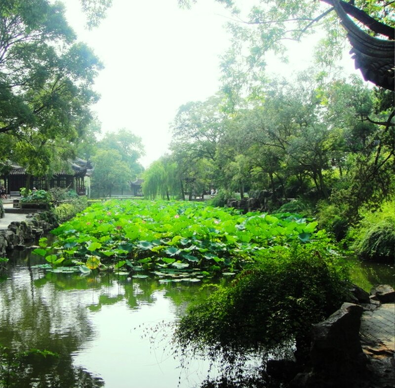 Lotus Pond in Garden