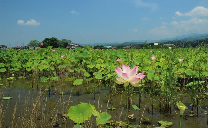 Lotus pond in rural Japan