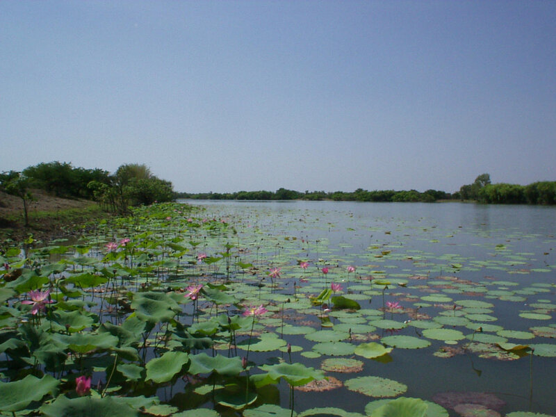 Lotus pond under clear sky