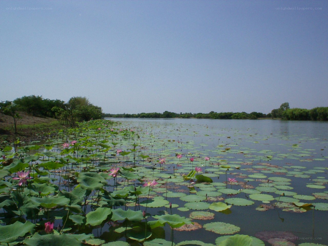 Lotus pond under clear sky