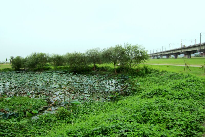 Lotus Pond with Bridge — Green