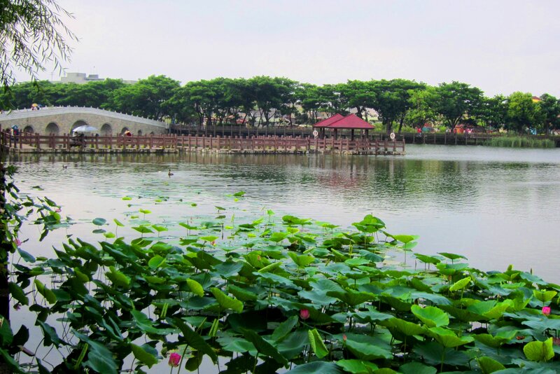 Lotus Pond with Bridge
