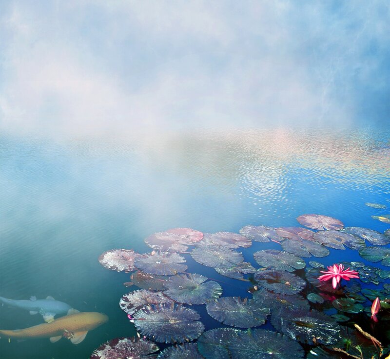 Lotus pond with koi fish