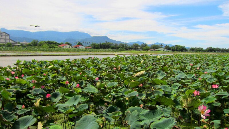 Lotus Pond with Mountains