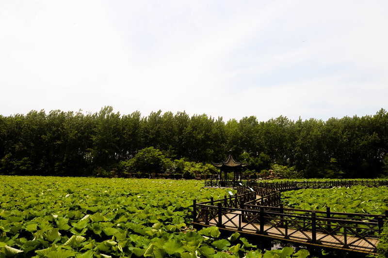Lotus Pond with Pavilion