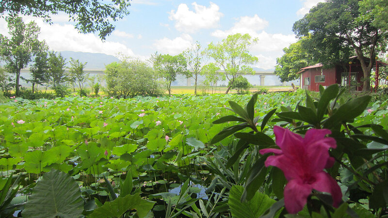 Lotus Pond with Pink Flower