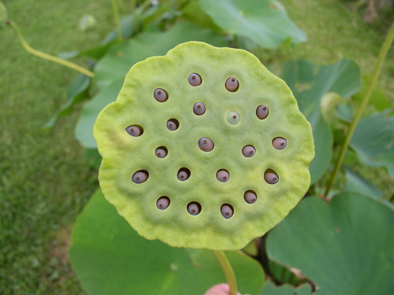 lotus seed pod close-up