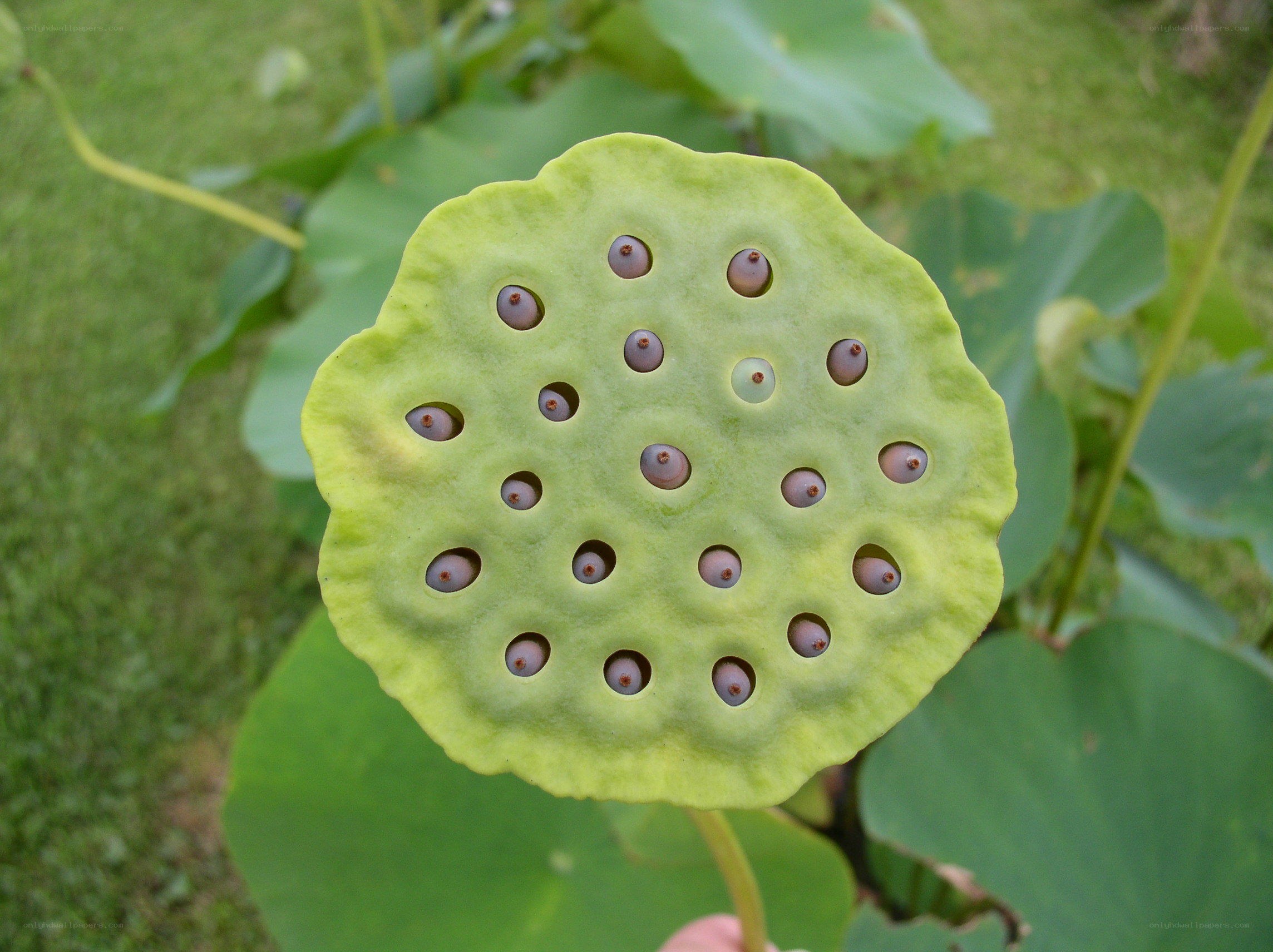lotus seed pod close-up