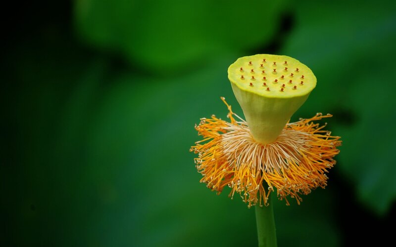 Lotus Seed Pod — Green
