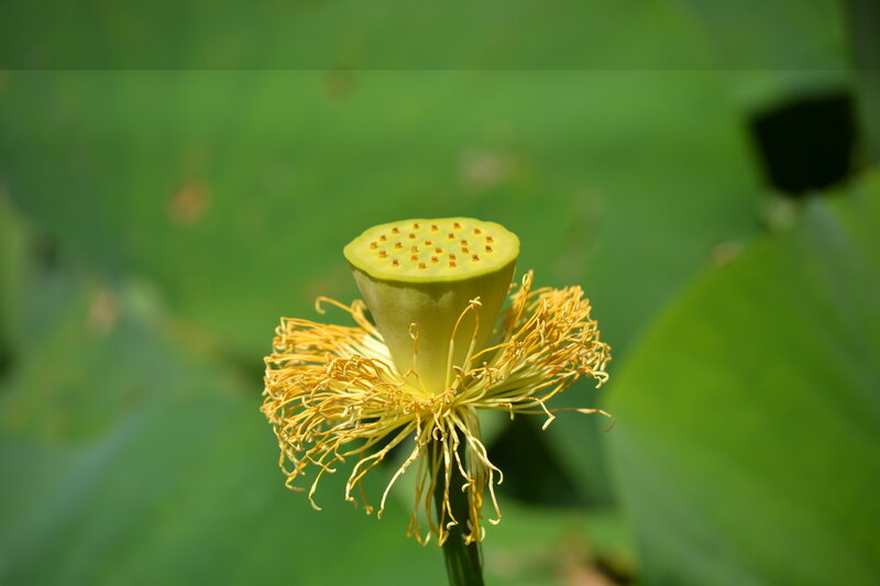 Lotus Seed Pod