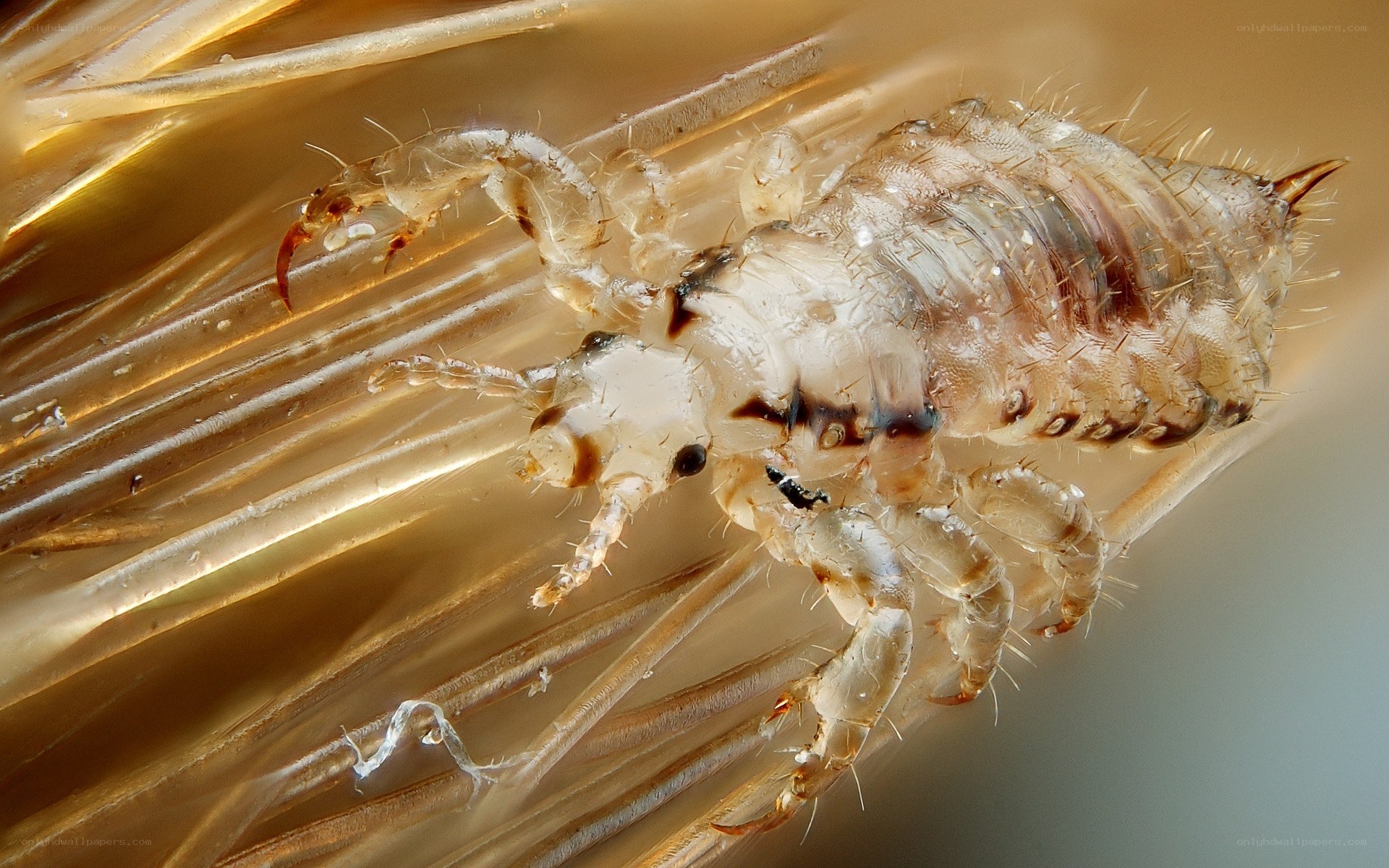 louse on human hair
