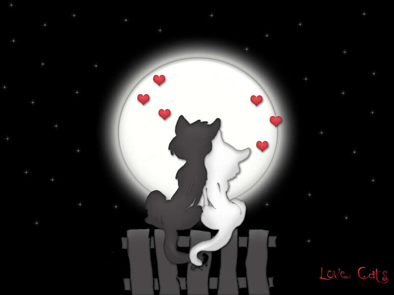 Love cats under the moon