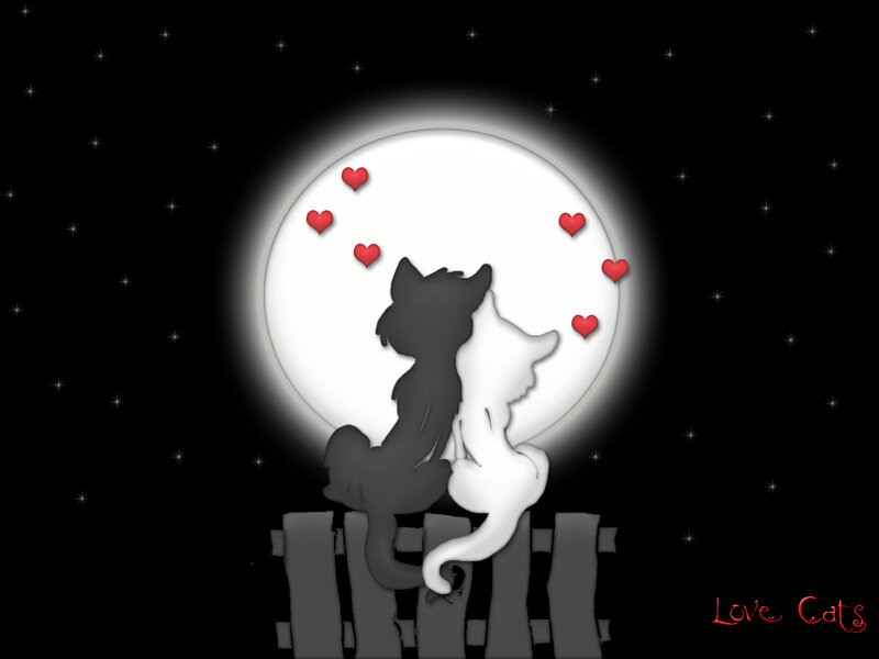 Love cats under the moon