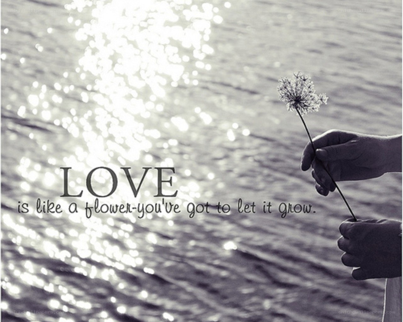 love is like a flower