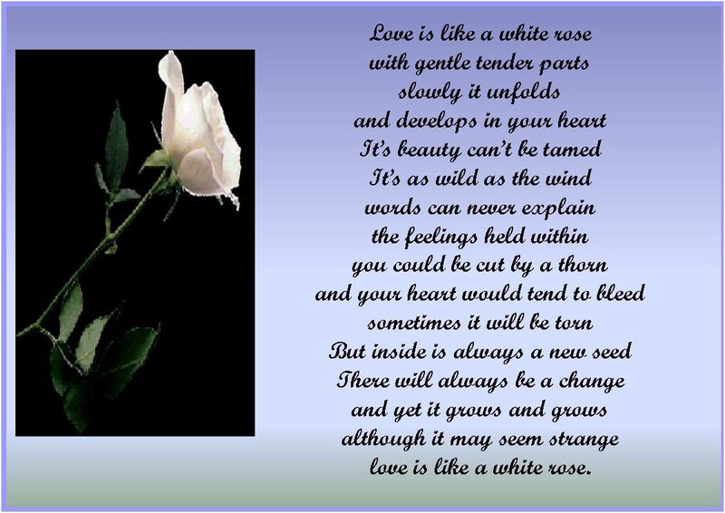Love is like a white rose
