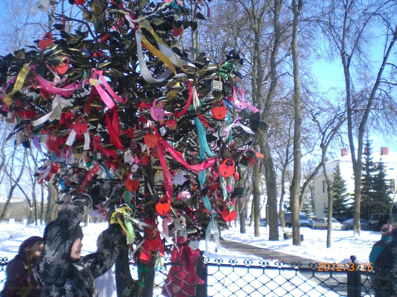 Love locks on a tree