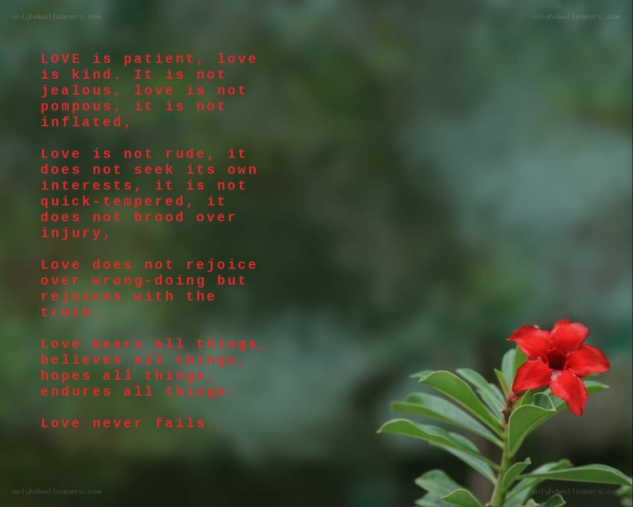 love quote with red flower