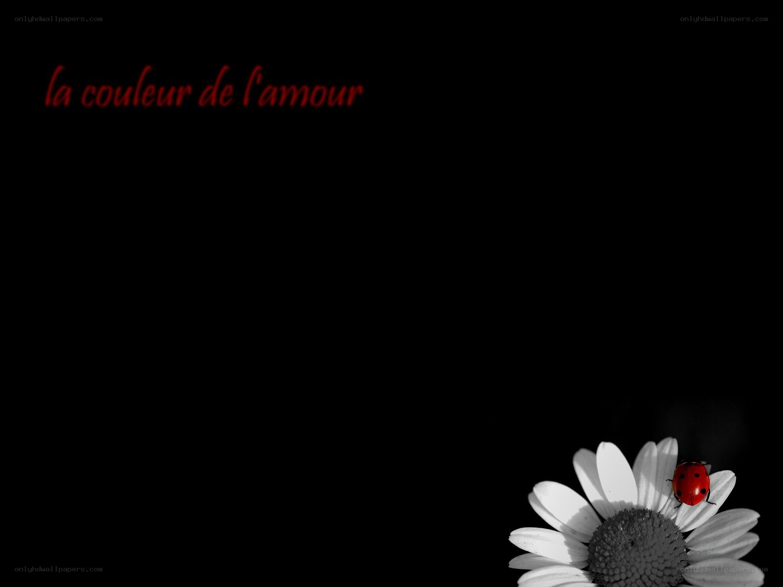 love's color with ladybug
